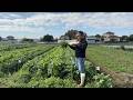 畑での野菜セットを始めました　25/11/22