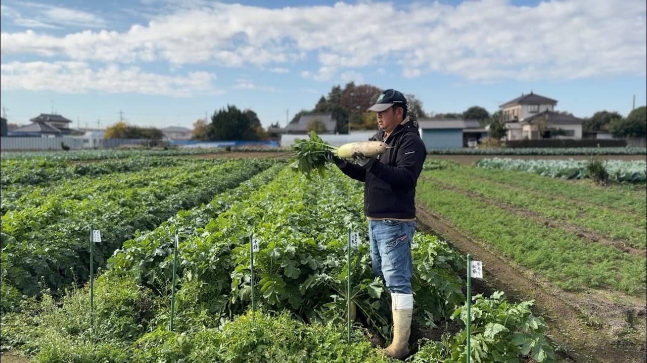 畑での野菜セットを始めました　25/11/22