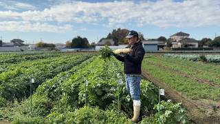 畑での野菜セットを始めました　25/11/22