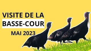 Visite de l'élevage : on fait le tour des enclos avec les oies, les canes, les poules, les dindes...