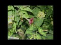 Сребърни крила Юлияна Wmv Сребърни крила Юлияна Wmv