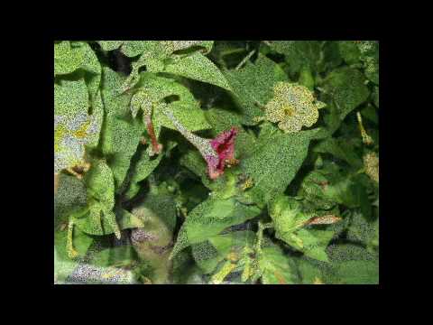 Сребърни крила Юлияна Wmv 