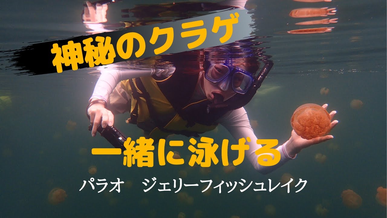 癒し パラオのタコクラゲ 体内に褐虫藻を飼い 毒を失くした神秘のクラゲ Youtube