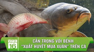 Cẩn trọng với bệnh "XUẤT HUYẾT MÙA XUÂN" trên cá nước ngọt | VTC16
