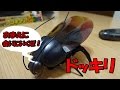ゴキブリ!ドッキリ! はる君編 Blattaria shockingly