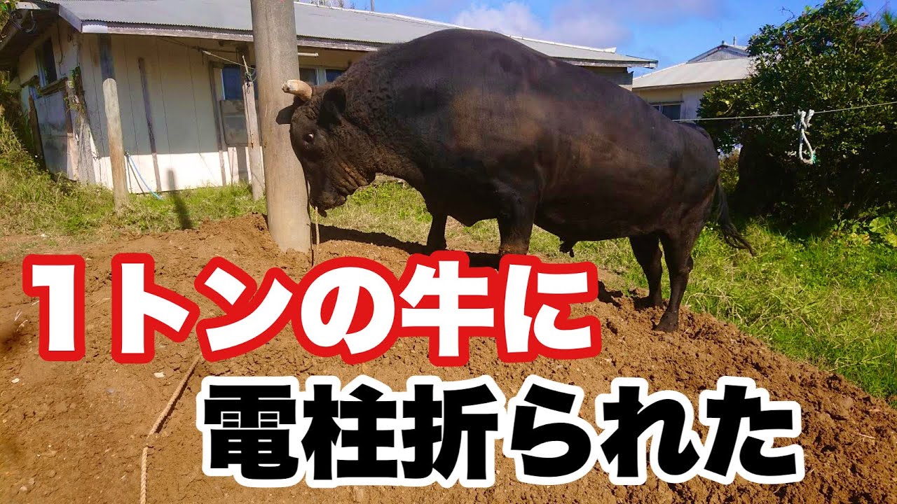 闘牛 徳之島の闘牛紹介