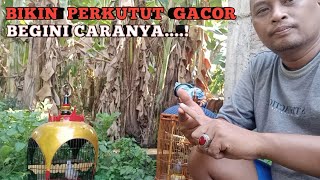 Download Lagu CARA MUDAH BIKIN PERKUTUT LOKAL GACOR JINAK BEKUR-BEKUR NURUT MP3