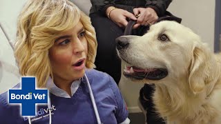 Dr Kate in Shock After Young Golden Retriever Refuses Breakfast! | Full Episode | E33 | Bondi Vet