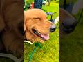 Longggg Night Happy Morning Goldenretriever Dog Goldenretrievers Longggg Night Happy Morning Goldenretriever Dog Goldenretrievers