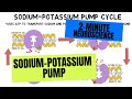 2minute neuroscience sodiumpotassium pump
