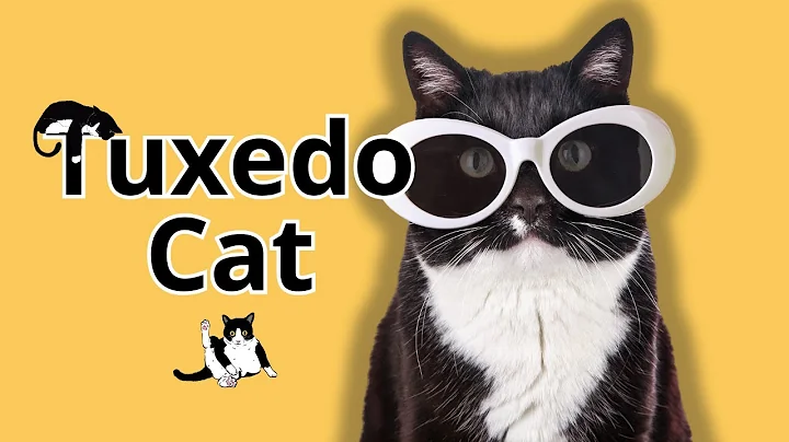 10 Surprising Facts Only Tuxedo Cat Lovers Know!
