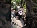 Red Panda Zoo Adventure