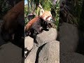 Red Panda Zoo Adventure