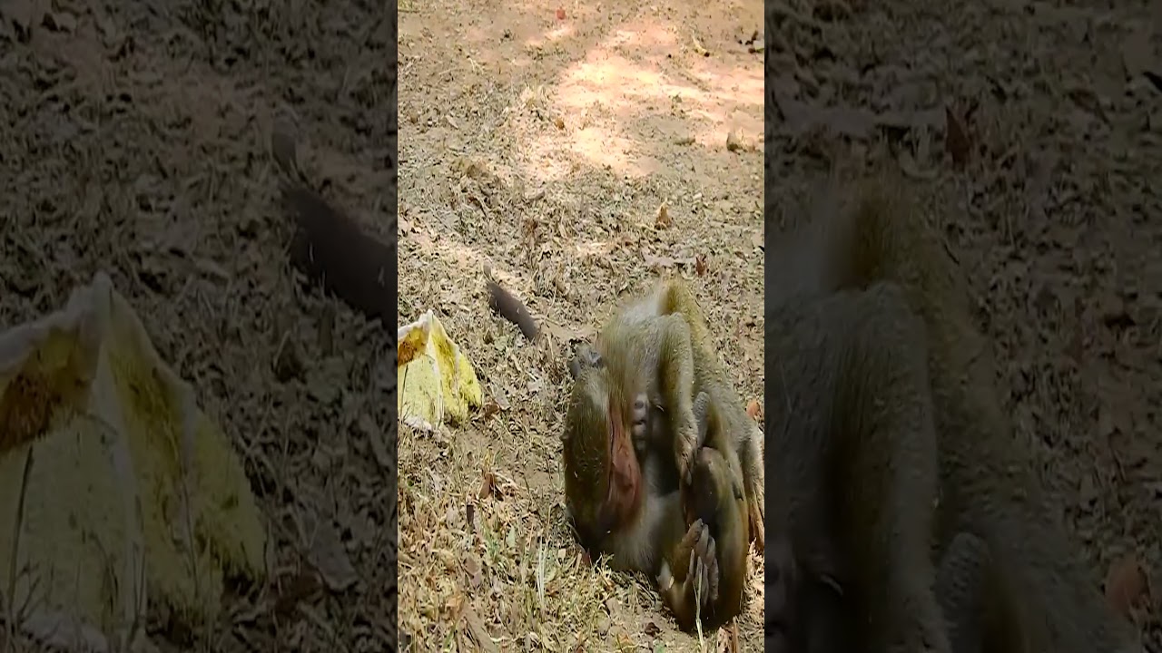 poor baby monkey Timo cry call mother Tima 21