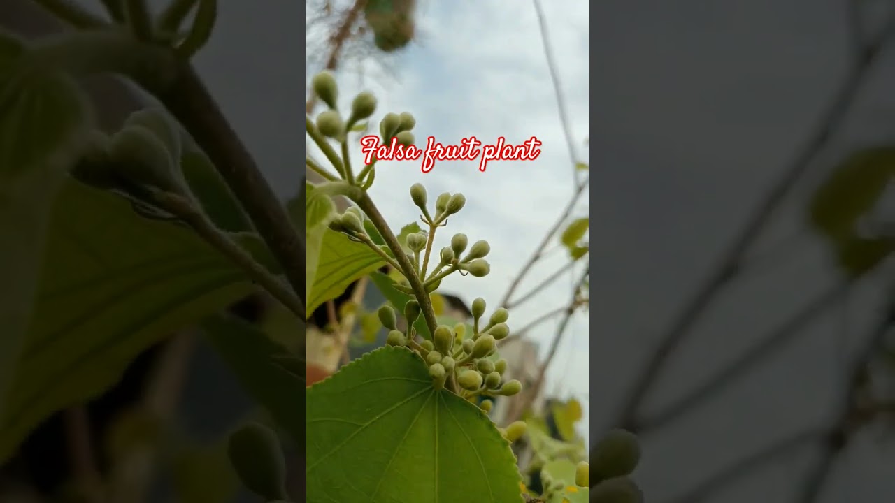 falsa fruit plant flowering start 