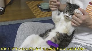 猫をいろんなブラシでブラッシングしてみる☆豚毛・ラバー・ファーミネーター、リキちゃんはどれがお好み？【リキちゃんねる　猫動画】Cat video　キジトラ猫との暮らし