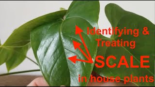 Identifying and Treating Scale in House Plants screenshot 5