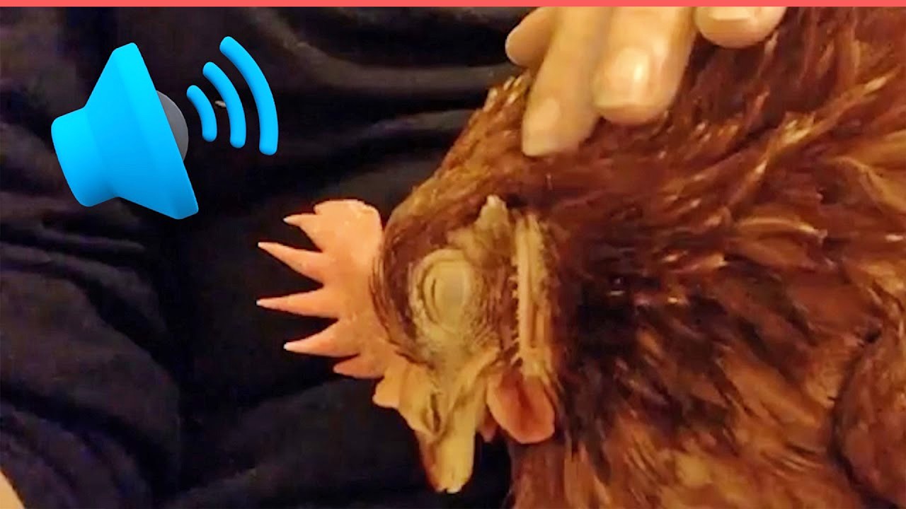 SOUND ON: Chicken Purrs with Joy 🐔