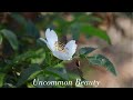 Uncommon Beauty (original)