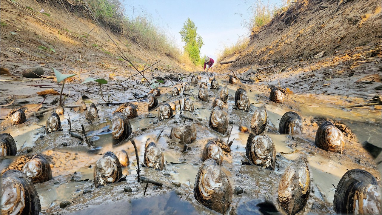 Amazing - go to canal to pick food ( clams, snails, fishes) when dry water in season ft fisherwoman