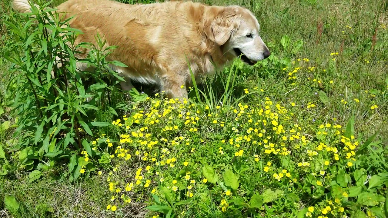 癒し動画 うさぎ 病院へ行く前に、朝ん歩するゴールデンレトリバー10歳と9歳