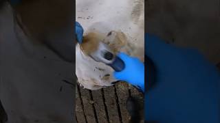 Cutting Tails For Cows #Farm #Farming #Cow #Cows #Cattleculture #Farmlife #Dairyfarming