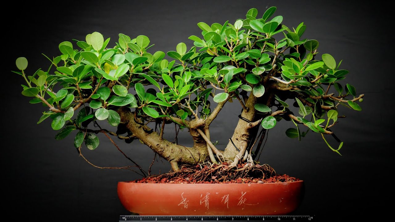 Bonsai Repot MultiTrunk Green Island Ficus YouTube