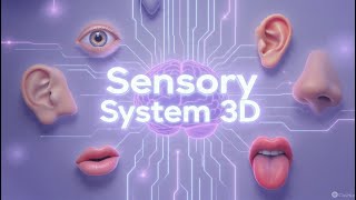 Sensory System in 3D |  Touch & Smell Explained