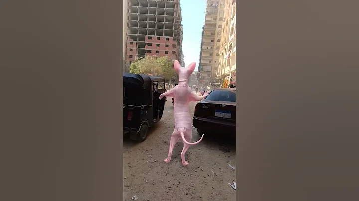 Video 7868761: sphynx funny catlover kitten, sphynx cats catlovers, funny kitten sphynx explore, cutecat dancing funnycats, funnycat cute