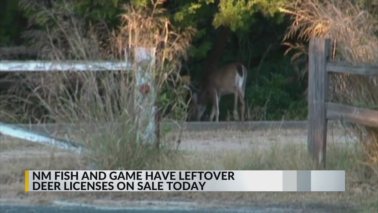 new-mexico-game-and-fish-department-selling-leftover-deer-licenses