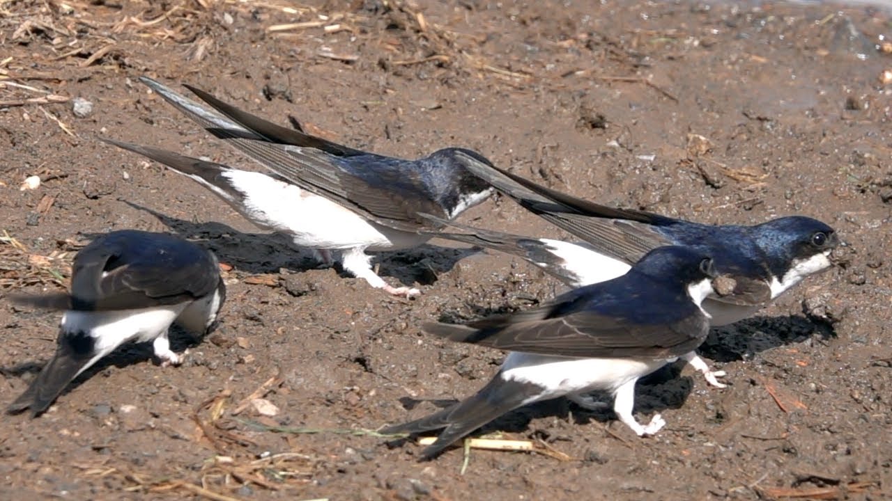 hornets font Common house martin collects nesting material. Mehlschwalben sammeln Baumaterial