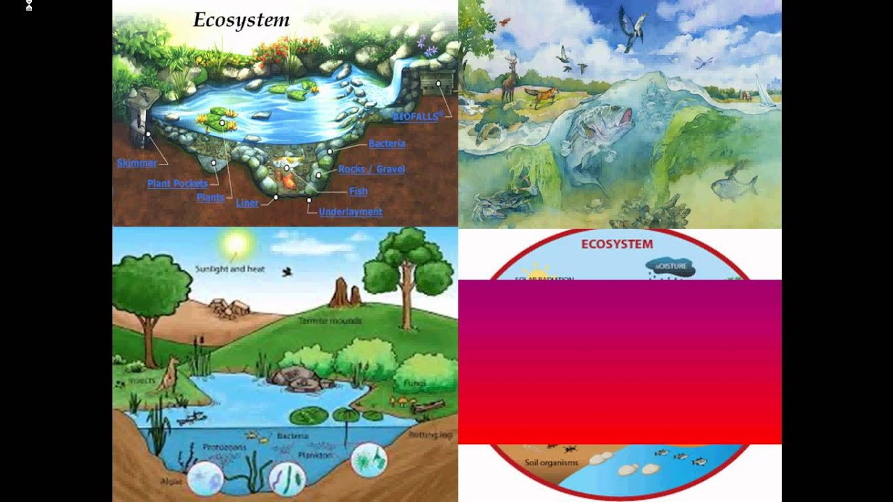 Biosphere Chart