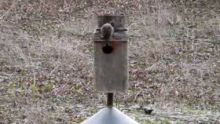 Wood Duck Flying Into Box I filmed this female Wood Duck from my window. She finally had the courage to fly into the box.