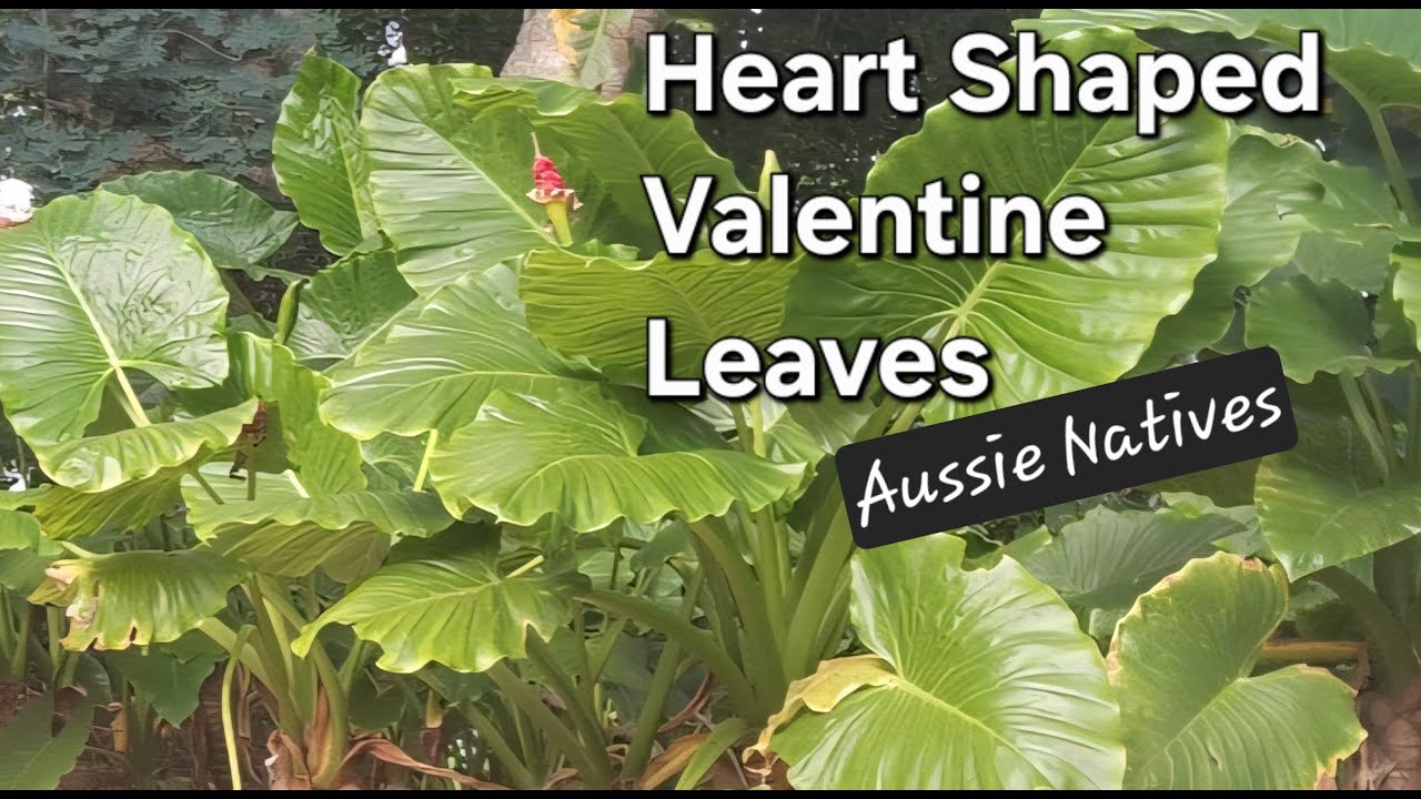 Heart Shaped Valentine Leaves