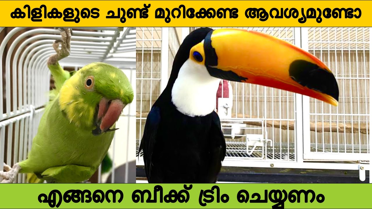 How to trim bird's beak malayalam / how to cut beak malayalam / beak