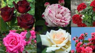 Rose Flowers View/Roses Blooming/Whatsapp Status/Beautiful & Soft Ringtone/New Ringtone 2020 screenshot 4