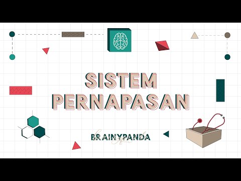 Video: Perbedaan Antara Ventilasi Dan Respirasi