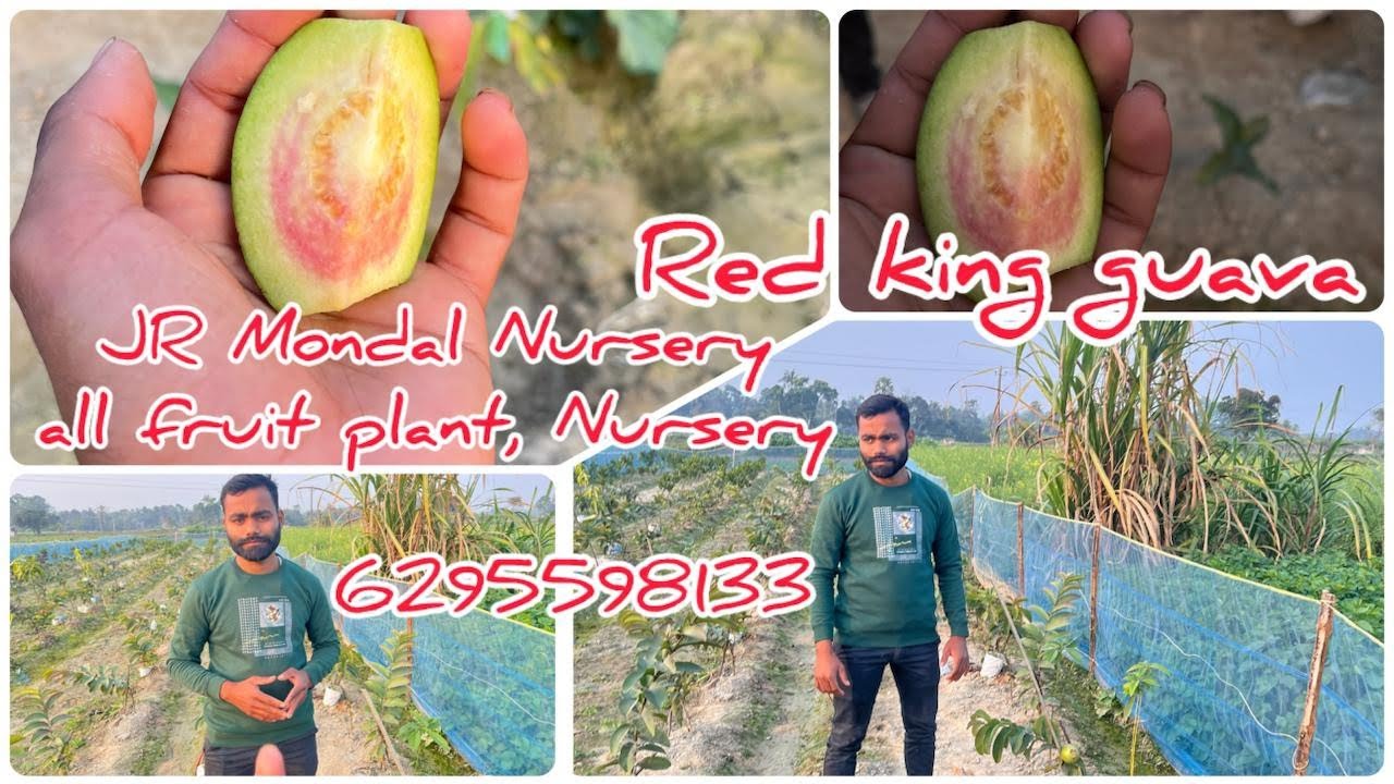 Red king Goava review J R Mondal wholesale nursery 