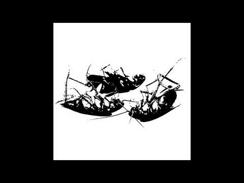 Blattaria — Blattaria - Recluse