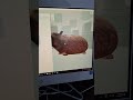 look at my brand new capybara skin not new btw