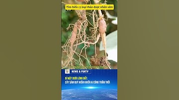 13 Cây sâm quý hiếm khiến ai cũng trầm trồ! #nhansam #thaoduocquy