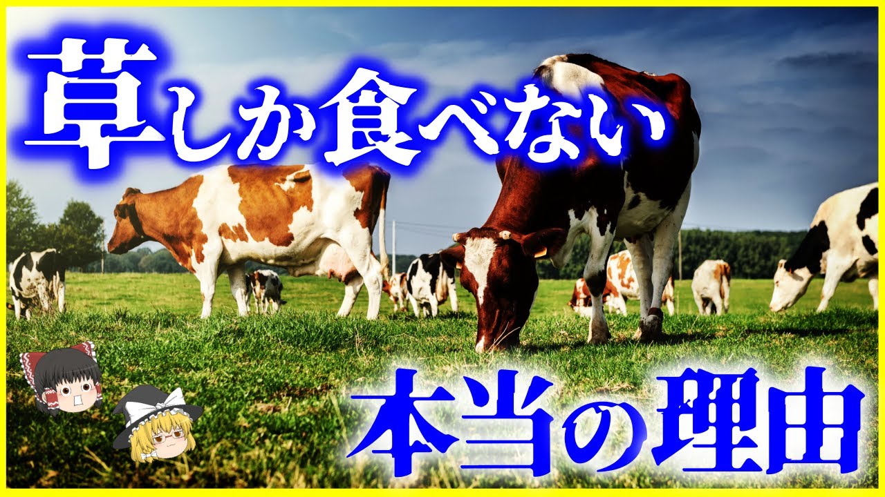 【ゆっくり解説】もし肉を食べたらどうなる…？「草食動物」はなぜ肉を食べないのか？を解説/栄養源は草ではなく〇〇？草だけでムキムキな理由とは