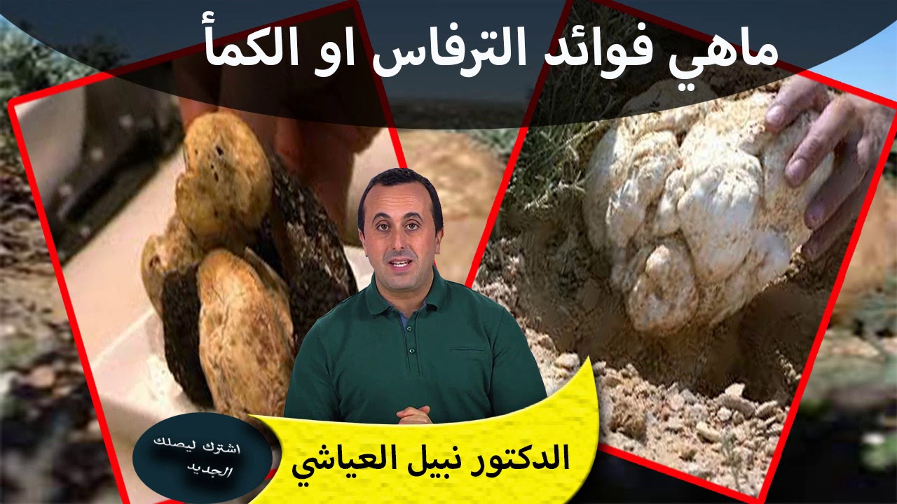 هل سبق ان اكلت الترفاس او الكمأ تعرف على فوائده للجسم الدكتور نبيل العياشي