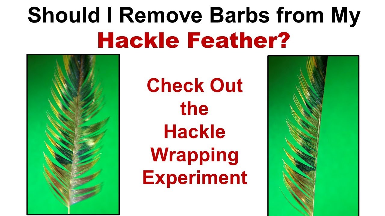 Fly Tying: Should You Remove Barbs from Your Hackle Feather? A Must See ...