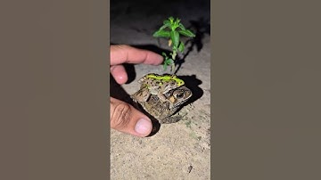 catch frog jumping for fun | catch frogs funny | Toad and Frog so fun | Animal Funny Video