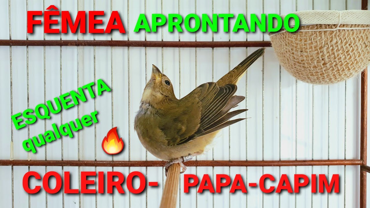 Fêmea de Papa capim Chamando Muito ! in 2023