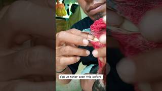 you ve never seen this before #asilmurga #birds #roosterfarm #ayam  #chicken #ytshorts #pets