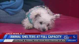 Animal Shelters in Utah are at Full Capacity