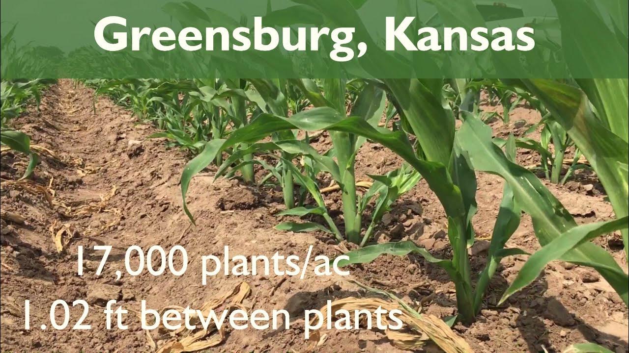 Corn Tiller Appearance Comparison Stage V5 YouTube