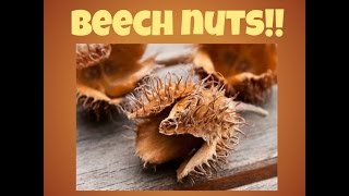Foraging The Delicious BEECH NUT